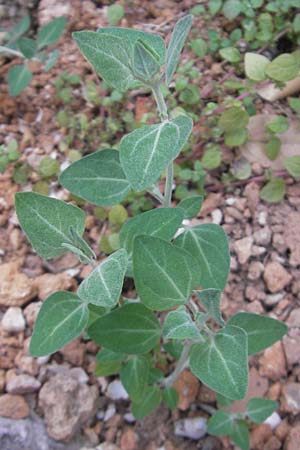 Chenopodium vulvaria \ Stinkender Gnsefu, Mallorca Fornalutx 27.4.2011