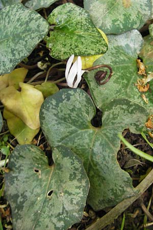 Cyclamen balearicum \ Balearen-Alpenveilchen, Mallorca Soller Botan. Gar. 23.4.2011