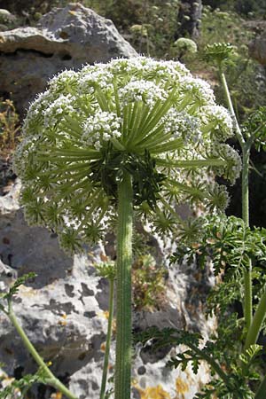 Daucus carota subsp. majoricus \ Mallorca-Mhre, Mallorca Magaluf 1.5.2011