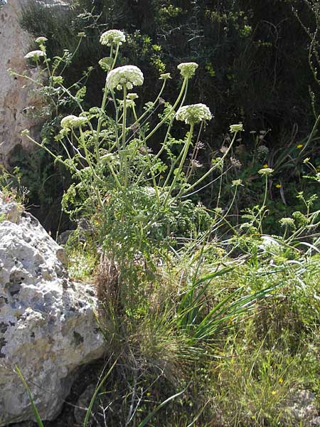 Daucus carota subsp. majoricus \ Mallorca-Mhre, Mallorca Magaluf 1.5.2011