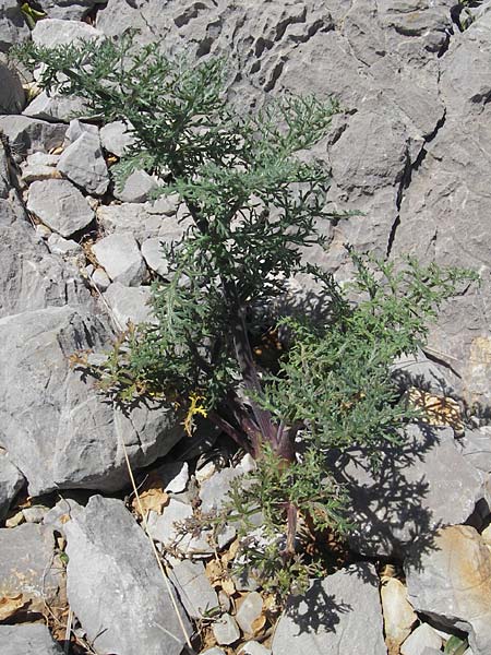 Artemisia caerulescens \ Blauer Beifu, Mallorca Pollensa 11.4.2012