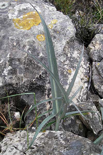 Dracunculus muscivorus \ Drachenmaul / Dead Horse Arum, Mallorca/Majorca Cap Formentor 24.4.2011