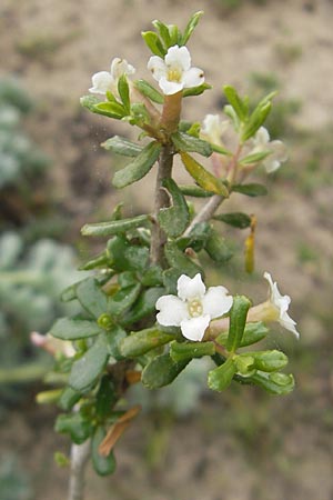 Daphne rodriguezii \ Rodriguez' Seidelbast / Rodriguez' Daphne, Mallorca/Majorca Soller Botan. Gar. 4.4.2012