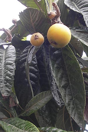 Rhaphiolepis bibas / Loquat, Majorca Porto Christo 25.4.2011