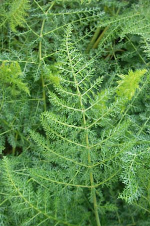 Thapsia asclepium \ Asklepios-Steckenkraut / Asclepios Fennel, Mallorca/Majorca Soller Botan. Gar. 4.4.2012