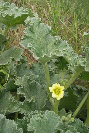 Ecballium elaterium / Squirting Cucumber, Majorca S'Albufera 30.4.2011