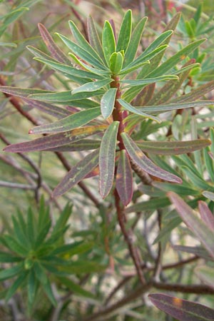 Euphorbia dendroides \ Baumartige Wolfsmilch, Mallorca Banyalbufar 23.4.2011