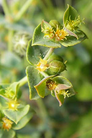 Euphorbia falcata \ Sichel-Wolfsmilch, Spitzblttrige Wolfsmilch / Sickle Spurge, Mallorca/Majorca Ca'n Picafort 30.4.2011