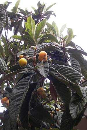 Rhaphiolepis bibas / Loquat, Majorca Porto Christo 25.4.2011