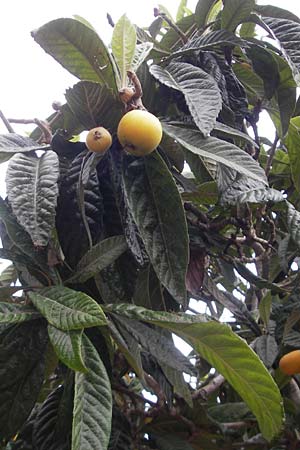 Rhaphiolepis bibas / Loquat, Majorca Porto Christo 25.4.2011