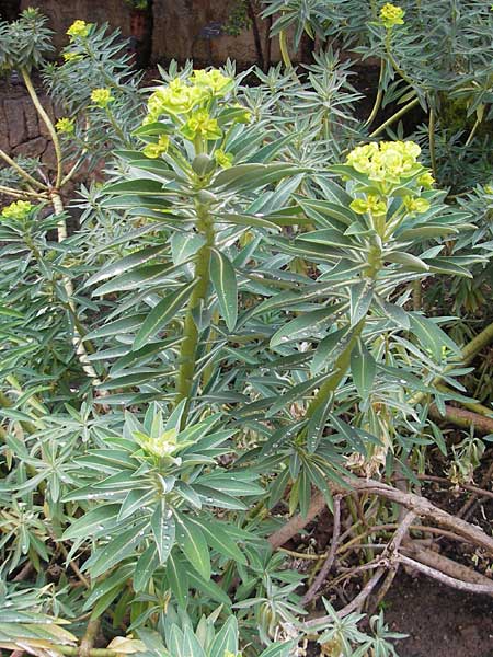 Euphorbia margalidiana \ Les-Margalides-Wolfsmilch / Les Margalides Spurge, Mallorca/Majorca Soller Botan. Gar. 4.4.2012