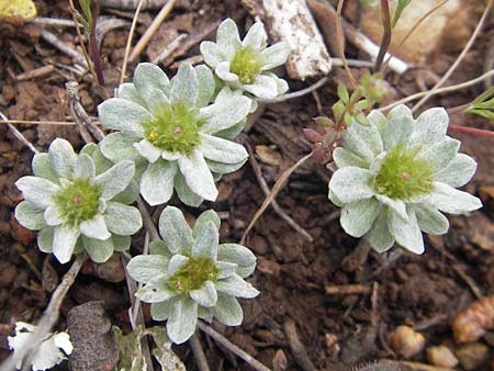 Filago pygmaea / Pygmy Cudweed, Majorca Andratx 26.4.2011