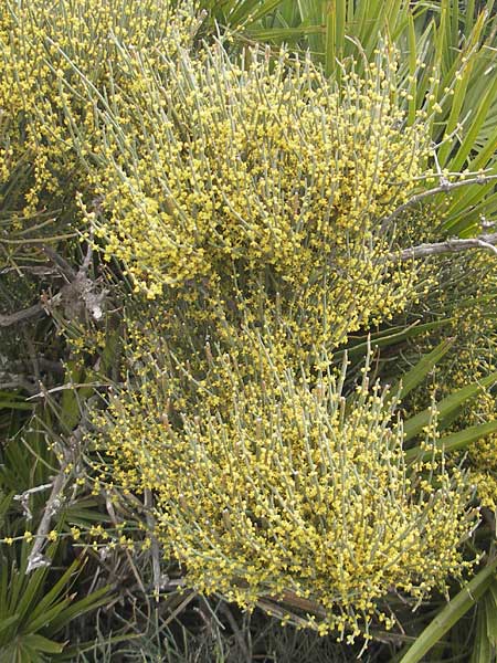 Ephedra fragilis \ Brchiges Meertrubel / Joint Pine, Mallorca/Majorca Sant Elm 29.4.2011