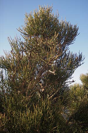 Ephedra fragilis \ Brchiges Meertrubel / Joint Pine, Mallorca/Majorca Cap Formentor 10.4.2012