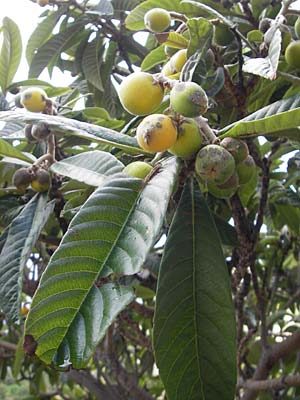 Rhaphiolepis bibas / Loquat, Majorca Banyalbufar 23.4.2011