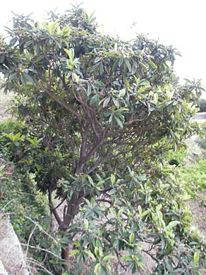 Rhaphiolepis bibas \ Japanische Wollmispel / Loquat, Mallorca/Majorca Banyalbufar 23.4.2011