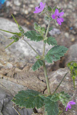 Erodium malacoides \ Malvenblttriger Reiherschnabel / Soft Stork's-Bill, Mallorca/Majorca Soller 23.4.2011