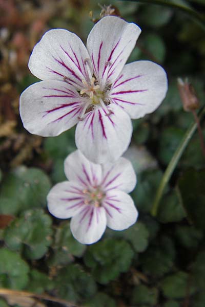 Erodium reichardii \ Balearen-Reiherschnabel, Mallorca Betlem 28.4.2011