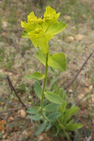 Euphorbia serrata \ Gesgte Wolfsmilch / Serrate Spurge, Mallorca/Majorca Magaluf 6.4.2012