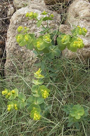Euphorbia serrata \ Gesgte Wolfsmilch / Serrate Spurge, Mallorca/Majorca Sant Elm 29.4.2011