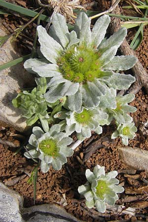Filago pygmaea \ Zwerg-Edelwei, Mallorca Andratx 26.4.2011