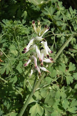 Fumaria flabellata \ Zerschlitzter Erdrauch / Southern Ramping Fumitory, Mallorca/Majorca Pollensa 11.4.2012