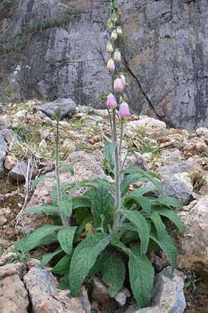 Digitalis minor \ Mallorca-Fingerhut / Mallorca Foxgloves, Mallorca/Majorca Torrent de Pareis 27.4.2011