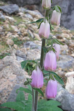 Digitalis minor \ Mallorca-Fingerhut, Mallorca Torrent de Pareis 27.4.2011