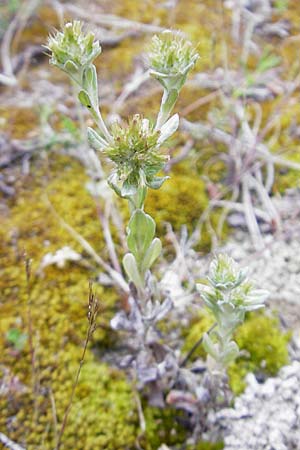 Filago pyramidata \ Spatelblttriges Filzkraut / Broad-Leaved Cudweed, Mallorca/Majorca Punta de n'Amer 25.4.2011