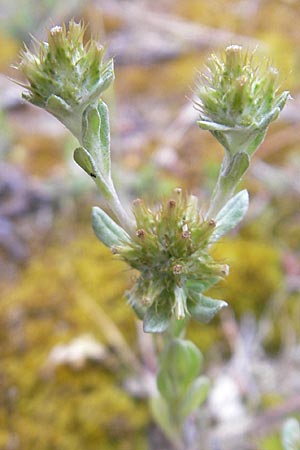 Filago pyramidata \ Spatelblttriges Filzkraut / Broad-Leaved Cudweed, Mallorca/Majorca Punta de n'Amer 25.4.2011