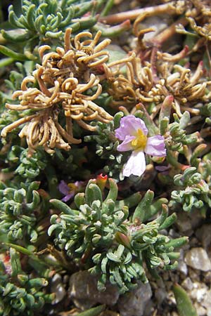 Frankenia laevis \ Seeheide / Sea Heath, Mallorca/Majorca Port de Andratx 3.4.2012