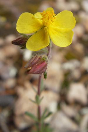 Fumana thymifolia \ Thymianblttriges Nadelrschen / Thyme-Leaved Sun-Rose, Mallorca/Majorca S'Arenal 25.4.2011