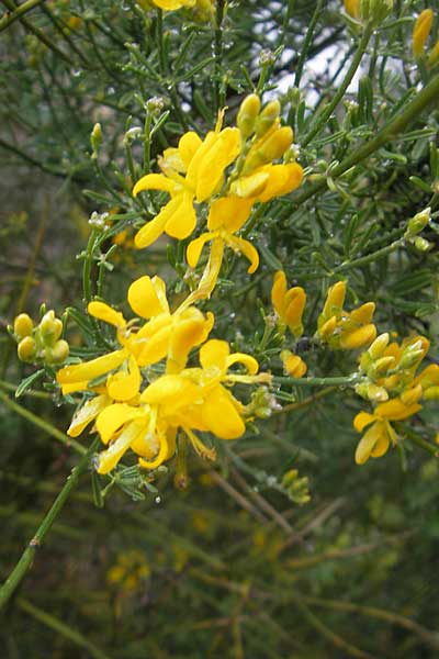 Genista dorycnifolia \ Backenkleeblttriger Ginster / Ibiza Broom, Mallorca/Majorca Soller Botan. Gar. 4.4.2012