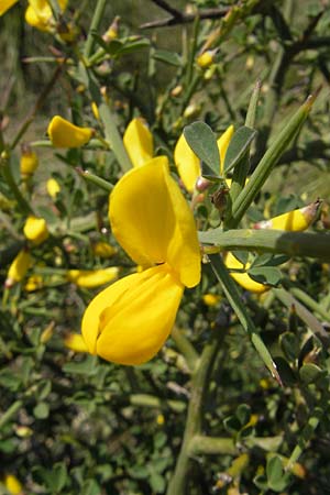 Calicotome spinosa \ Stacheliger Dorn-Ginster / Thorny Broom, Mallorca/Majorca Sa Calobra 27.4.2011