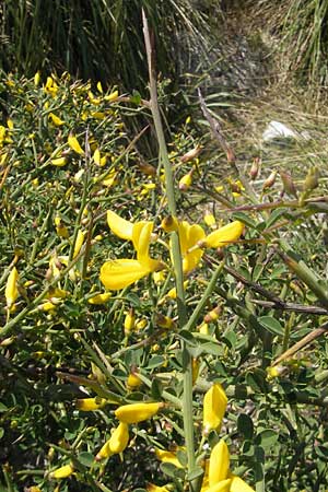 Calicotome spinosa \ Stacheliger Dorn-Ginster / Thorny Broom, Mallorca/Majorca Sa Calobra 27.4.2011