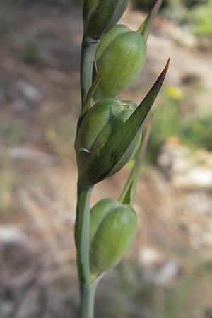 Gladiolus illyricus / Wild Gladiolus, Majorca Magaluf 1.5.2011