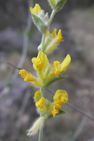 Anthyllis cytisoides \ Ruten-Wundklee / Broom-Like Kidney Vetch, Mallorca/Majorca Andratx 22.4.2011