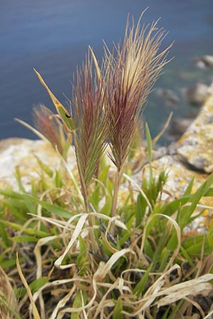 Hordeum jubatum \ Mhnen-Gerste / Foxtail Barley, Mallorca/Majorca Sant Elm 29.4.2011