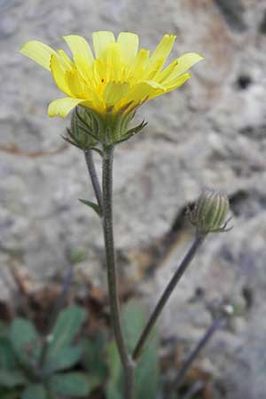 Crepis triasii \ Klippen-Pippau, Mallorca Betlem 28.4.2011