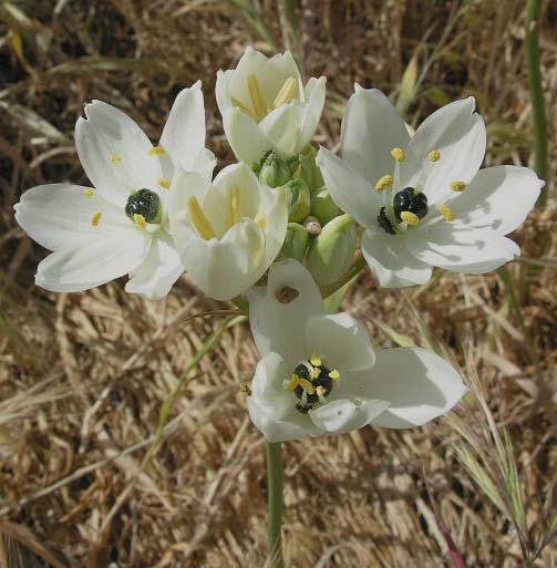 Ornithogalum arabicum \ Arabischer Milchstern / Arabian Star Flower, Black Pearl Lily, Mallorca/Majorca Porto Pollensa 1.5.2005 (Photo: Walter Husler)