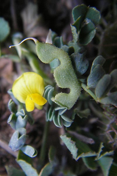 Hippocrepis biflora \ Zweibltiger Hufeisenklee / Two-Flowered Horseshoe Vetch, Mallorca/Majorca Alaro 7.4.2012