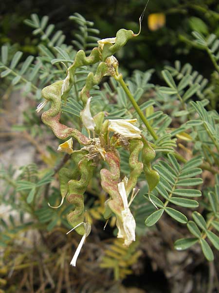 Hippocrepis balearica \ Balearen-Hufeisenklee / Shrubby Horseshoe Vetch, Mallorca/Majorca Andratx 22.4.2011