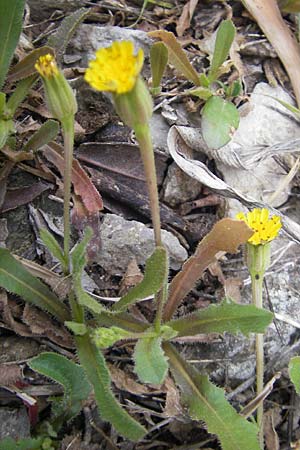 Hedypnois rhagadioloides \ Rhrchenkraut / Cretan Weed, Mallorca/Majorca Lluc 24.4.2011