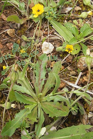 Hedypnois rhagadioloides / Cretan Weed, Majorca Andratx 26.4.2011