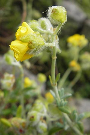 Helianthemum caput-felis \ Katzenkopf-Sonnenrschen, Graublttriges Sonnenrschen / Cat's Head Rock-Rose, Mallorca/Majorca Soller Botan. Gar. 4.4.2012