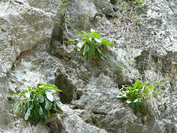 Crepis triasii \ Klippen-Pippau / Crag Hawk's-Beard, Mallorca/Majorca Torrent de Pareis 27.4.2011