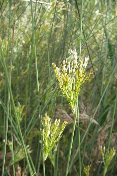 Juncus acutus \ Stechende Binse / Spiny Rush, Mallorca/Majorca Soller Botan. Gar. 23.4.2011