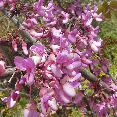 Cercis siliquastrum \ Judasbaum, Mallorca Llucmajor 8.4.2012