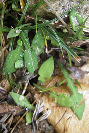 Aetheorhiza bulbosa subsp. willkommii \ Knollen-Pippau, Mallorca Cap Formentor 24.4.2011