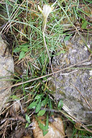 Aetheorhiza bulbosa subsp. willkommii \ Knollen-Pippau, Mallorca Cap Formentor 24.4.2011